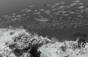 Underwater South Maldives
