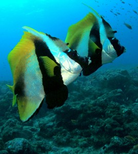 Underwater South Maldives