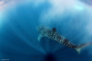 Whale shark trip - Isla Mujeres - Mexico
